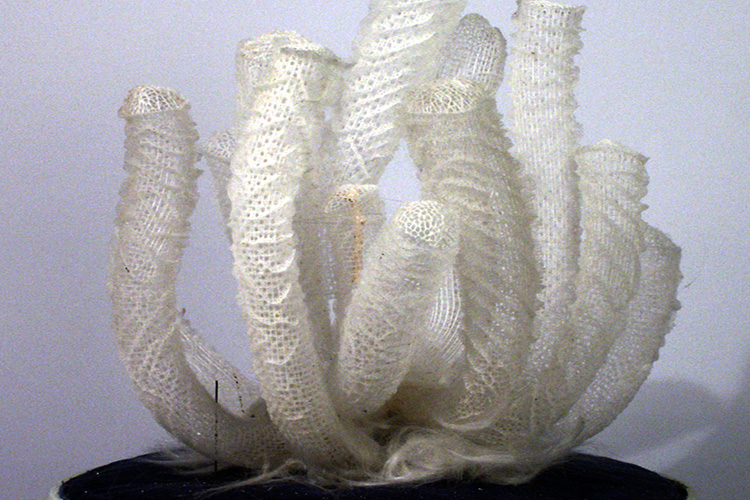Venus Flower Basket (Euplectella aspergillum)